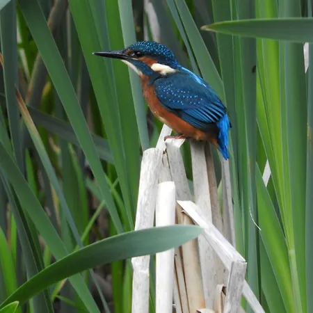 Wigeon Secluded Rustic * יורק