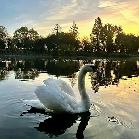 Wigeon Secluded Rustic *