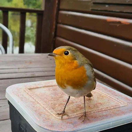 Wigeon Secluded Rustic 샬레 *