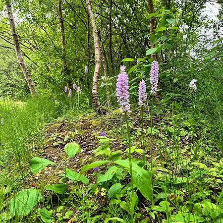 Wigeon Secluded Rustic