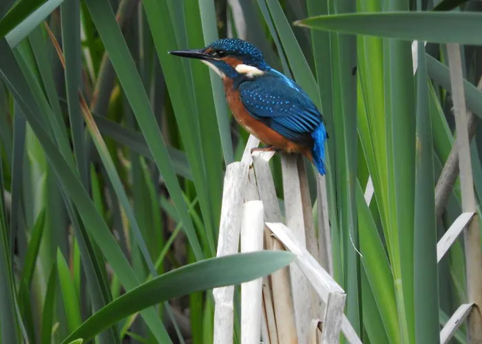 Wigeon Secluded Rustic * York