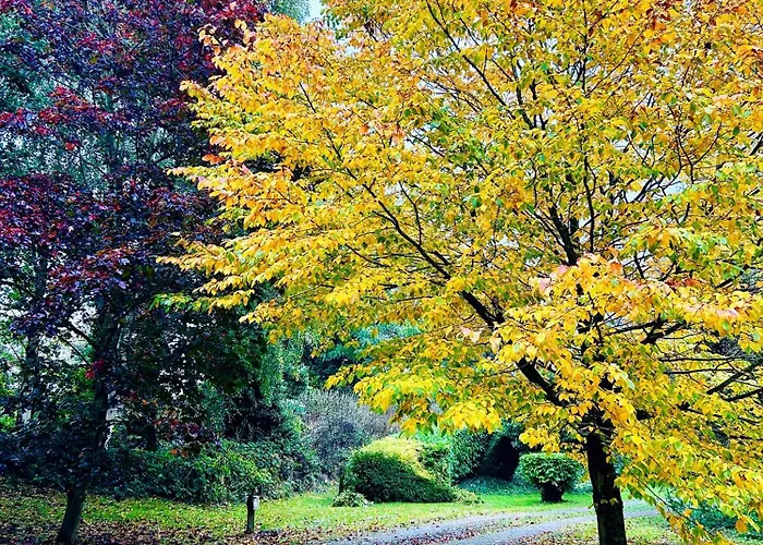 Wigeon Secluded Rustic