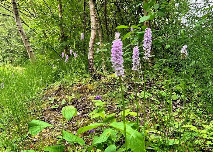 Wigeon Secluded Rustic